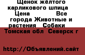 Щенок жёлтого карликового шпица  › Цена ­ 50 000 - Все города Животные и растения » Собаки   . Томская обл.,Северск г.